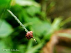 Epilachna tredecimnotata