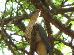 Cuculus solitarius