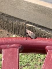 Lycorma delicatula