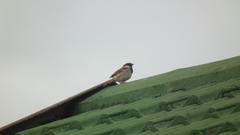 Passer domesticus indicus