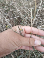 Bupleurum marschallianum