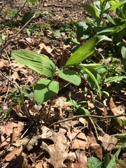 Polygonatum biflorum