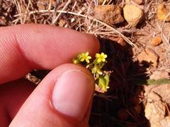 Sebaea micrantha micrantha