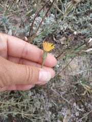 Crepis foetida
