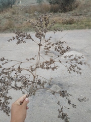 Salvia aethiopis