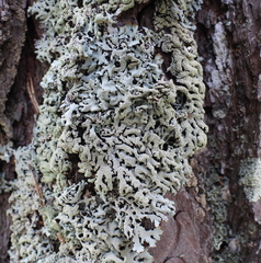 Hypogymnia farinacea
