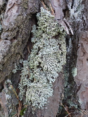 Hypogymnia farinacea