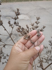Salvia aethiopis