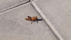 Anacridium aegyptium