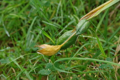 Iris foetidissima