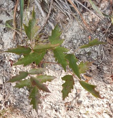 Toxicodendron radicans verrucosum