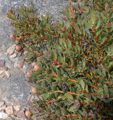 Protea venusta