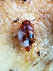 Epuraea imperialis
