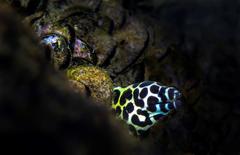Gymnothorax favagineus