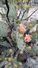 Opuntia engelmannii