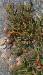 Protea venusta
