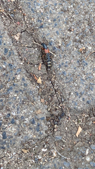Platydracus stercorarius