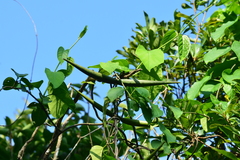 Jasminanthes mucronata
