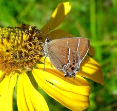 Callophrys spinetorum