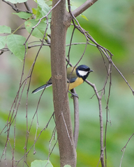 Parus major
