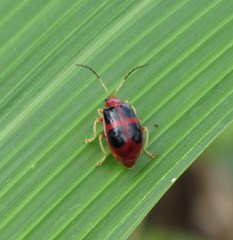 Gynandrobrotica
