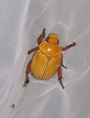 Phalangogonia sperata