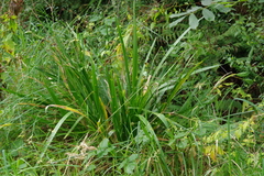 Iris foetidissima