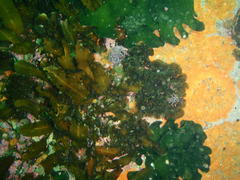 Exallosorus harveyanus