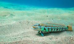 Parapercis robinsoni