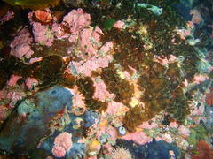 Exallosorus harveyanus