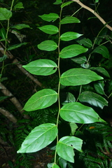 Glochidion lanceolatum
