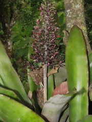 Aechmea mexicana