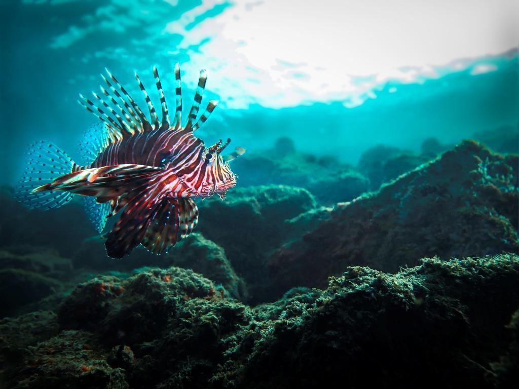 Photo of Devil firefish (Pterois miles)