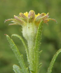 Osteospermum muricatum muricatum