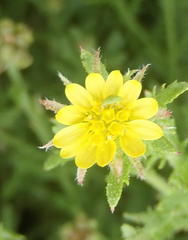 Osteospermum muricatum muricatum