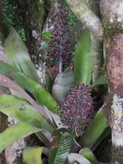 Aechmea mexicana