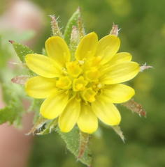 Osteospermum muricatum muricatum
