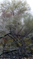 Trochilidae