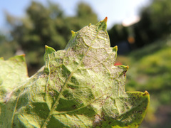 Plasmopara viticola