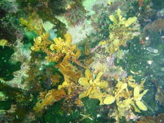 Sargassum incisifolium