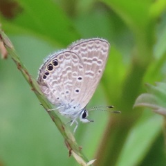 Hemiargus ramon