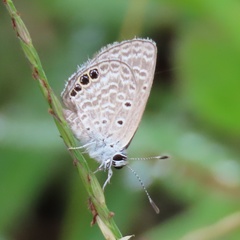 Hemiargus ramon