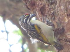 Pogoniulus pusillus pusillus