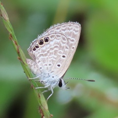 Hemiargus ramon