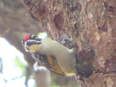 Pogoniulus pusillus pusillus