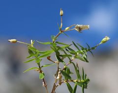 Cerastium carinthiacum