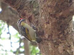 Pogoniulus pusillus pusillus
