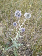 Echinops ritro ruthenicus