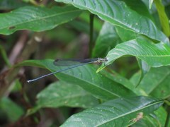 Mecistogaster modesta