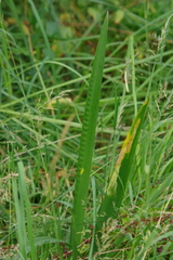 Iris foetidissima